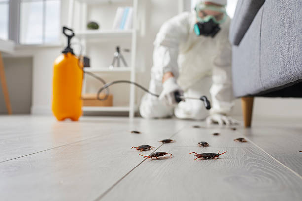 Post-Treatment Bed Bug Interceptor Monitoring in Red Lake